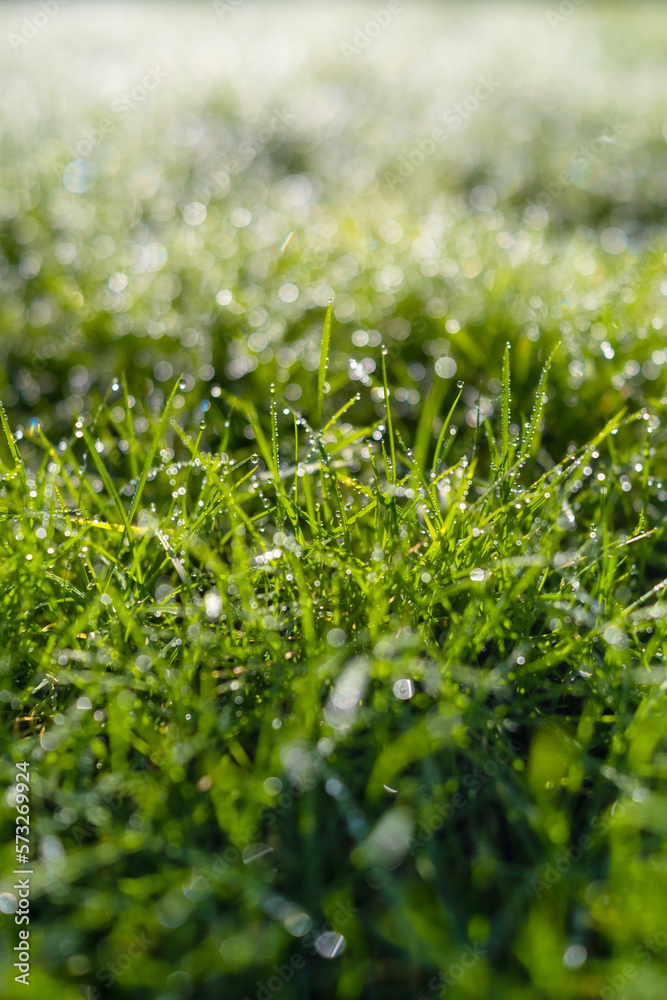Dew on the grass at dawn. Bright sunshine and.fresh plants. Image for background and wallpaper. Flora. Bokeh. Dew on the grass at dawn. Bright sunshine and.fresh plants. Image for background and wallpaper. Flora. Bokeh.
