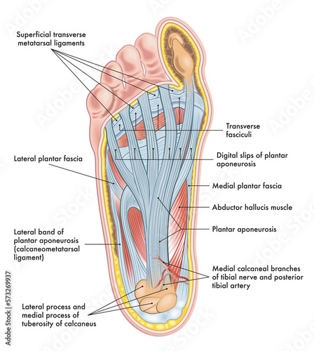 Foot anatomy illustration, with annotations. photo