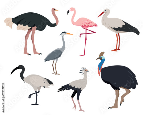 Birds collection. Ostrich, flamingo, cassowary, stork, heron, secretary bird and ibis in different poses. Set of birds with large legs. Vector icons illustration isolated on white background.