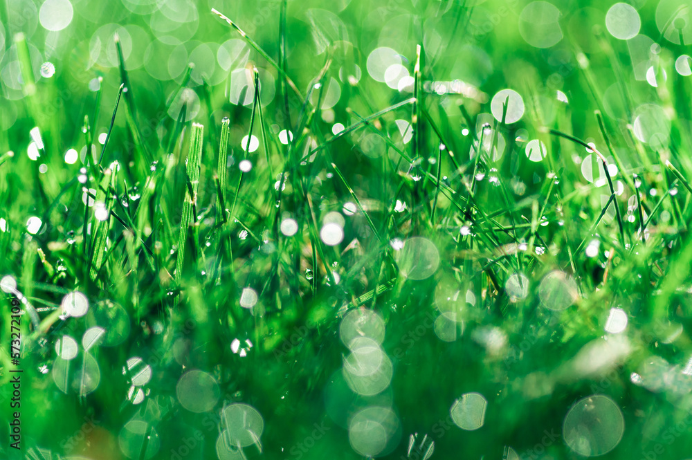 Obraz premium soczysta zielona trawa jako tło z kroplami rosy