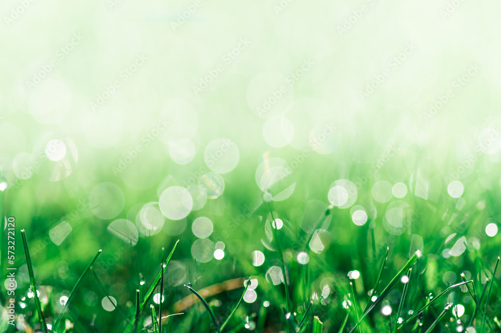 Fototapeta premium soczysta zielona trawa jako tło z kroplami rosy