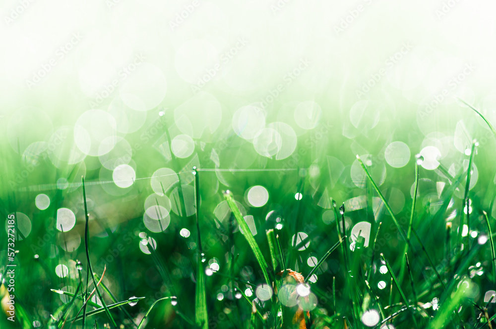 Obraz premium soczysta zielona trawa jako tło z kroplami rosy