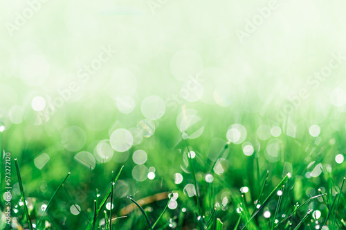 soczysta zielona trawa jako tło z kroplami rosy