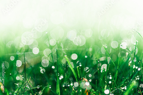 soczysta zielona trawa jako tło z kroplami rosy