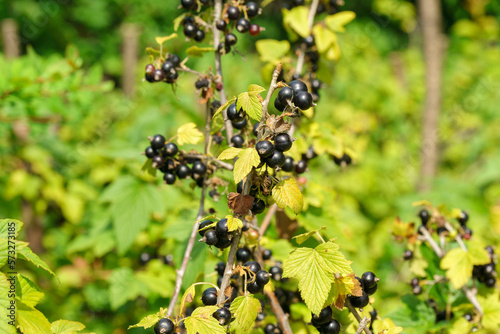 Black currant berries on the bush with green leaves. Organic farm, sustainable farming, homegrown berries. © Алексей Филатов