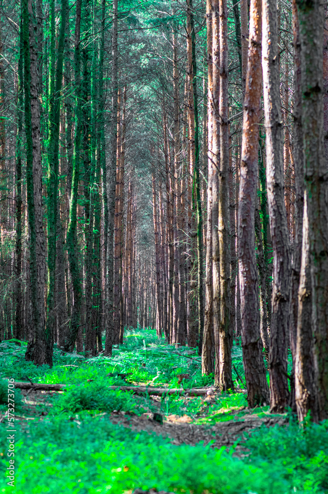 Obraz premium wysokie pnie drzew lasu iglastego