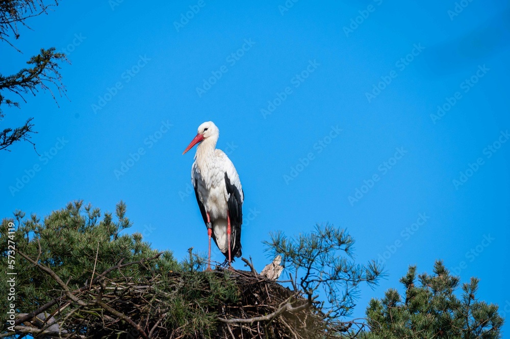 a stork is disturbed by sparrows nesting under its nest