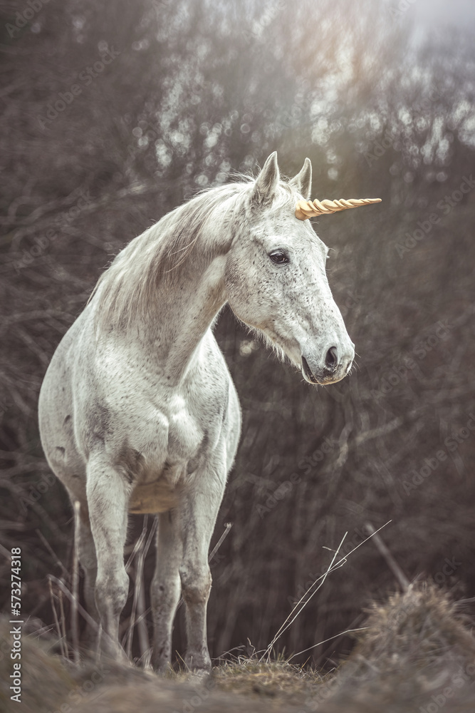 Obraz premium Portrait of a white arabian horse dressed as unicorn outdoors