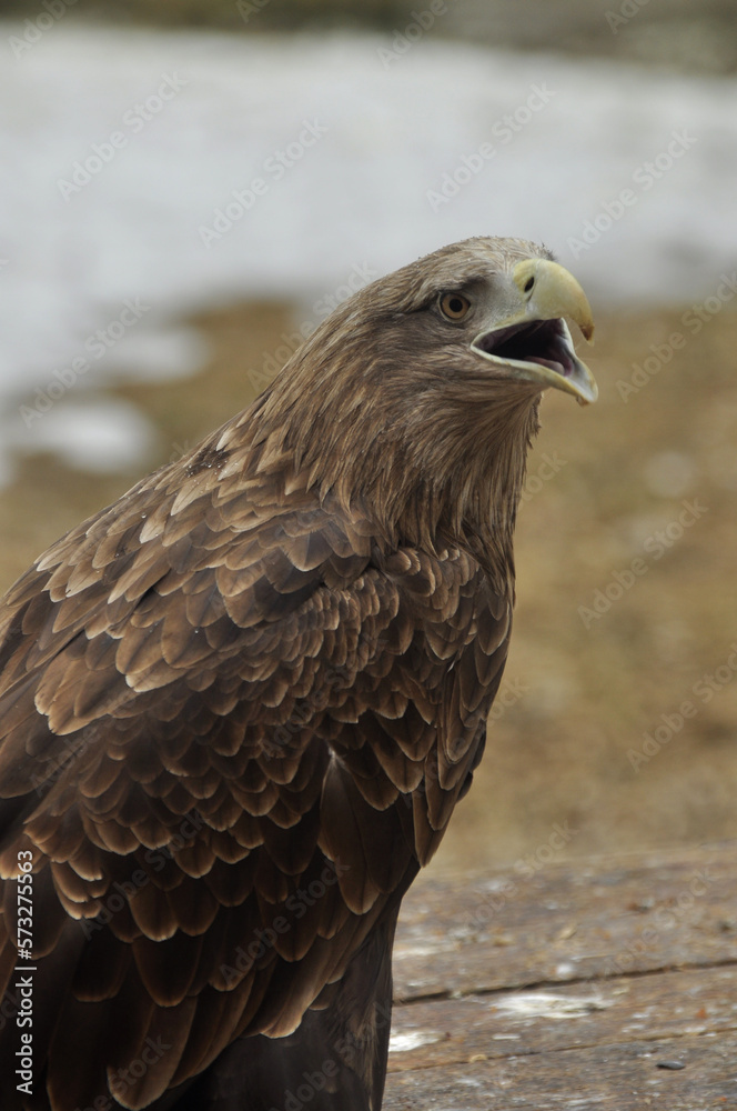 Fototapeta premium Animals - traditionally (since Aristotle) distinguished category of organisms, currently considered as a biological kingdom. Animals are the main object of study of zoology.