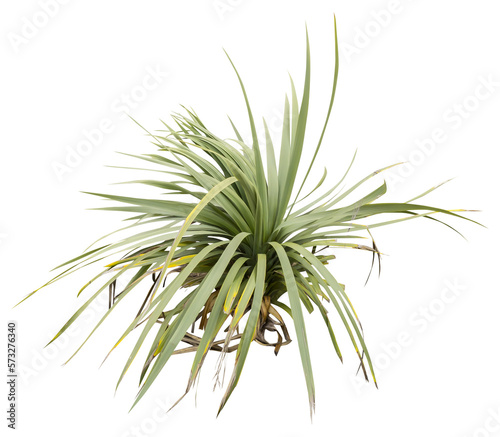 Isolated cutout PNG of a yucca on a transparent background