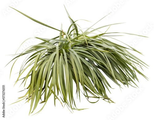 Isolated cutout PNG of a yucca on a transparent background photo