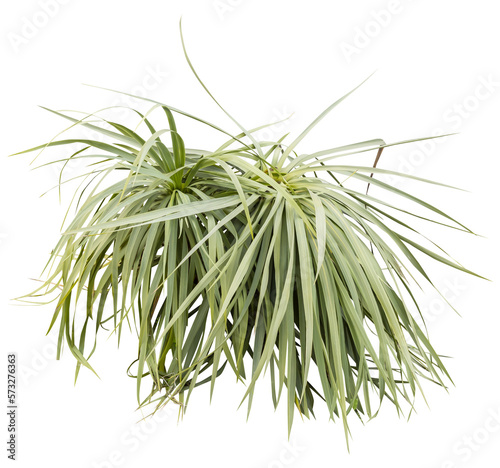 Isolated cutout PNG of a yucca on a transparent background