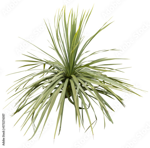 Isolated cutout PNG of a yucca on a transparent background