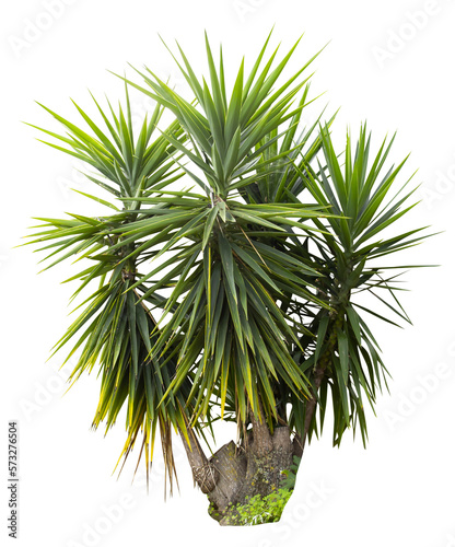 Quadro su tela Isolated cutout PNG of a yucca on a transparent background