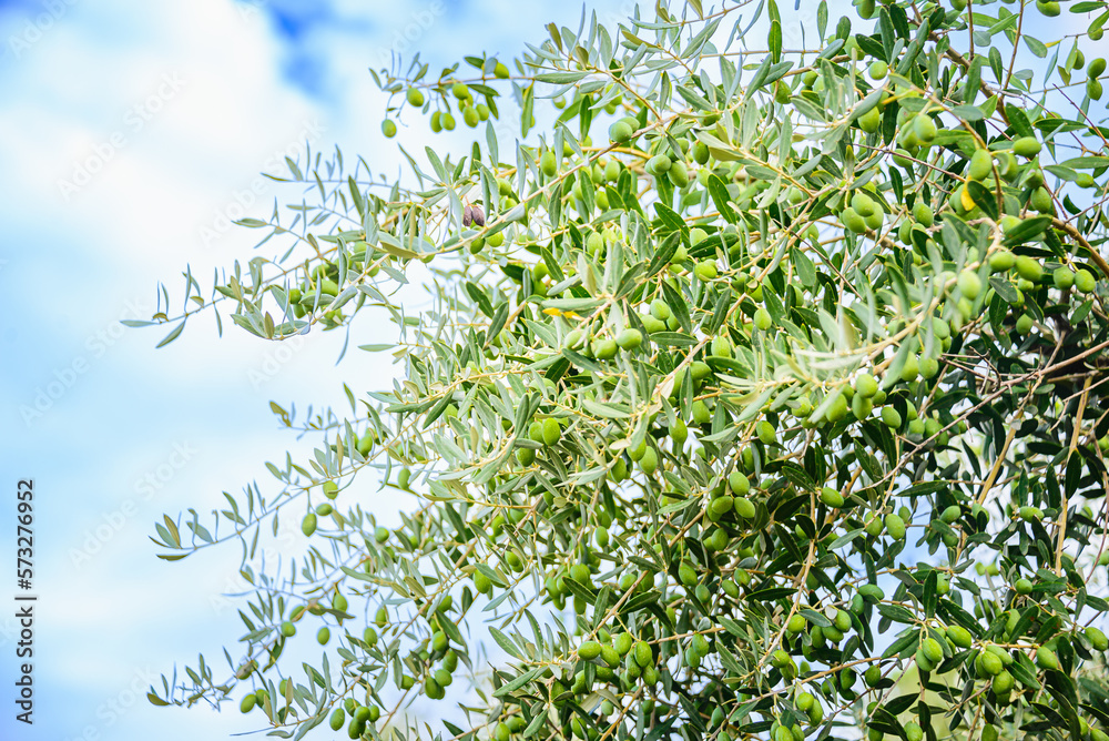 Close up of olive tee branches with ripe olives against the sunny summer blue sky. Close up of olive tee branches with ripe olives against the sunny summer blue sky.