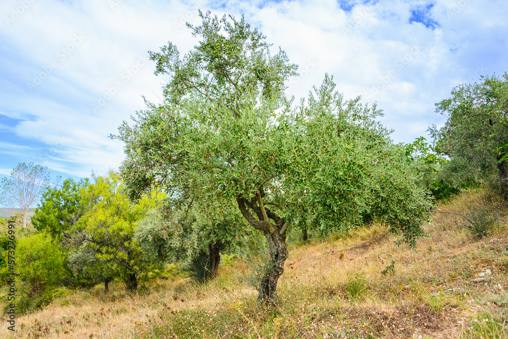 Olive tee with ripe olives against the sunny summer blue sky. Olive tee with ripe olives against the sunny summer blue sky.