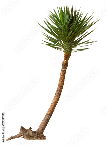 Isolated cutout PNG of a yucca on a transparent background	