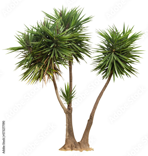 Isolated cutout PNG of a yucca on a transparent background	 photo