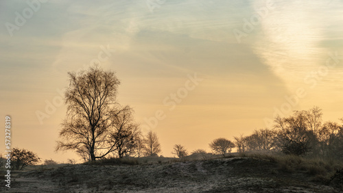 Birch tree silhouette on a misty morning just before sunrise