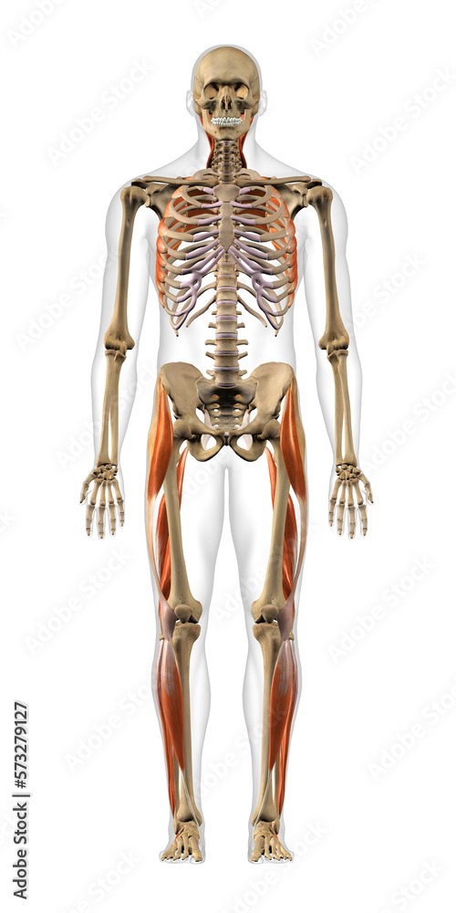 Full Body Anatomical Model of Male Spiral Network of Muscles Frontal View  on White Background