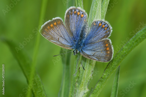 Closeup on the small and colorful Icarus blue butterfly, Polyommatus icarus with spread wings in the grass © Henk