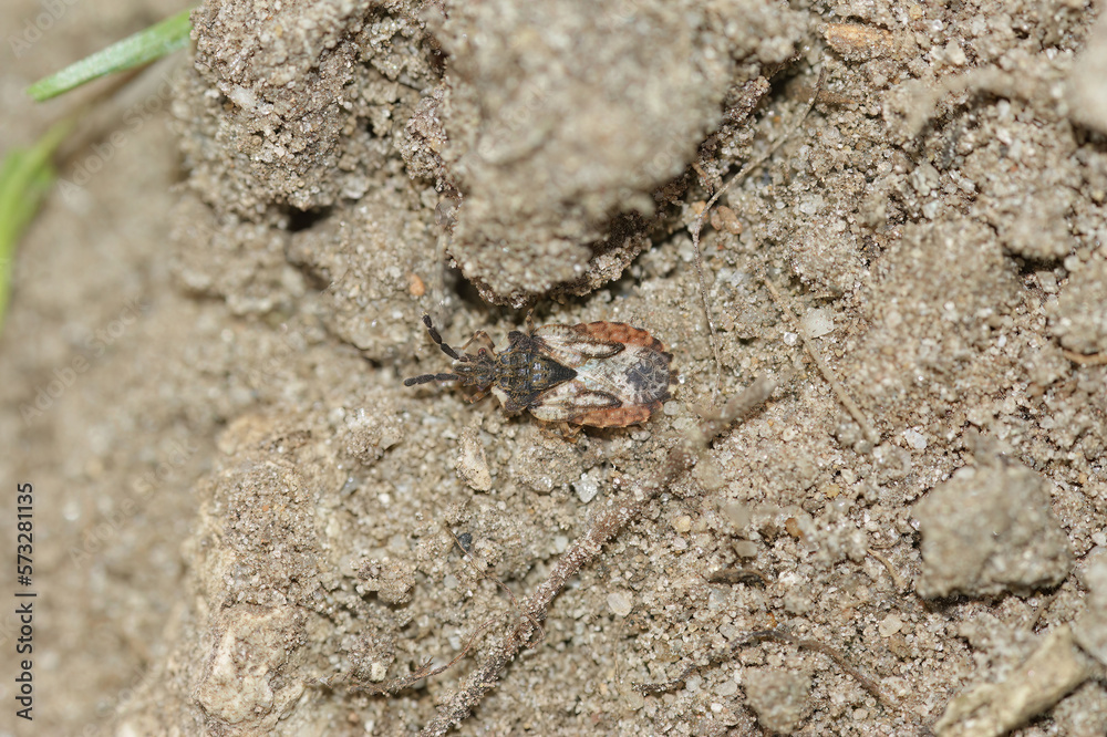 Closeup on a small common flatbug, Aradus depressus on the soil Closeup on a small common flatbug, Aradus depressus on the soil
