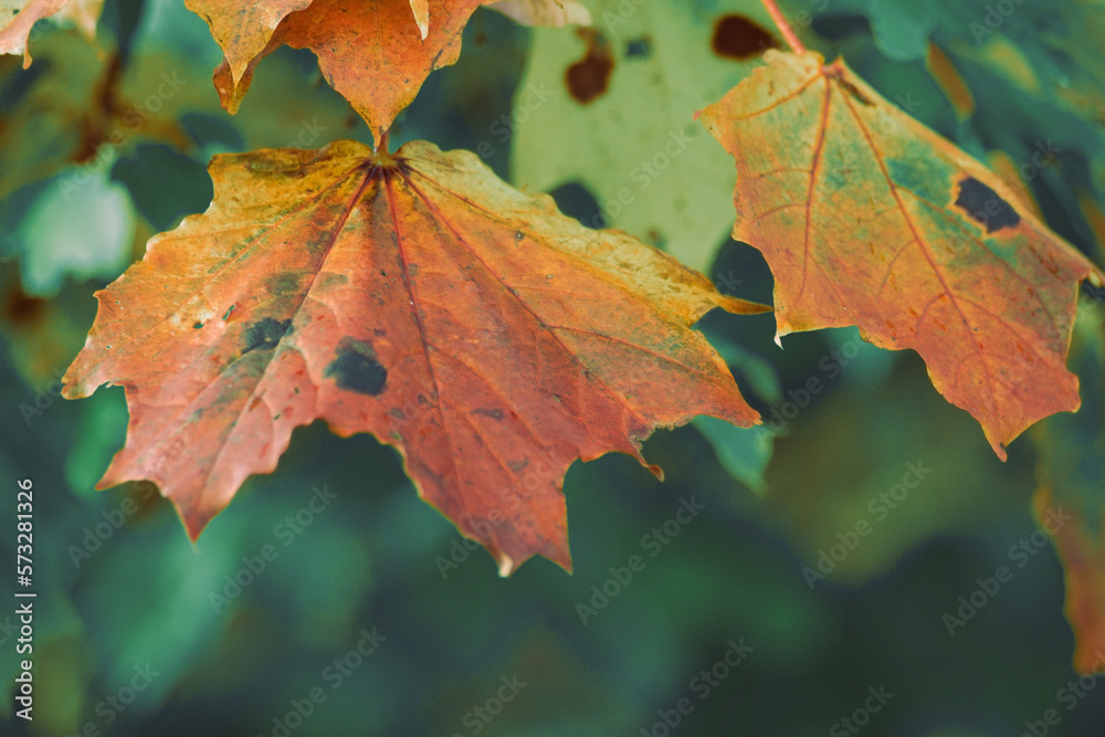 Close up of maple leaves on tree