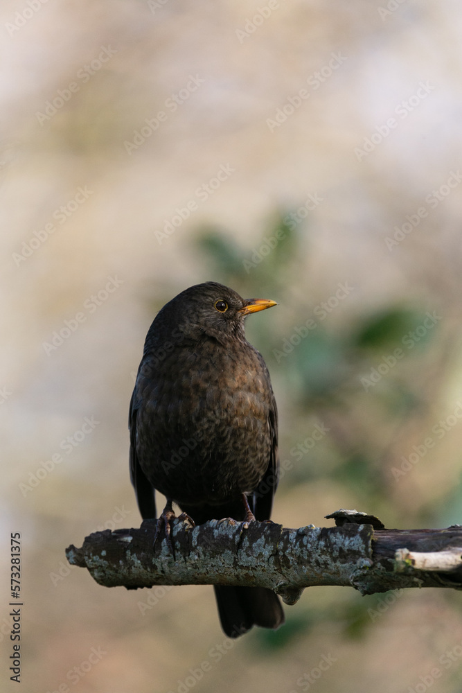 Brown female blackbird on brown perch with green beige background