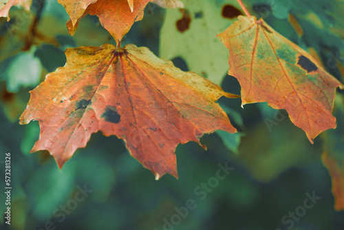Close up of maple leaves on tree