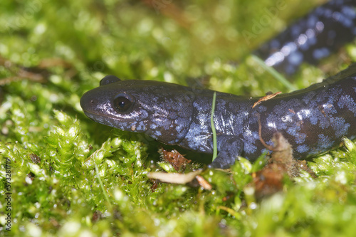 Closeup on the colorful and rare Blue-spotted mole salamander, Ambystoma laterale in green moss © Henk