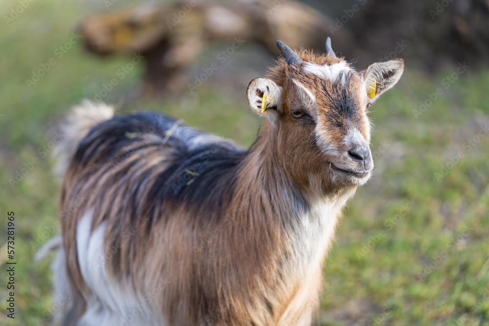 Close-up of a young goat (Capra aegagrus hircus) with its tiny growing horns