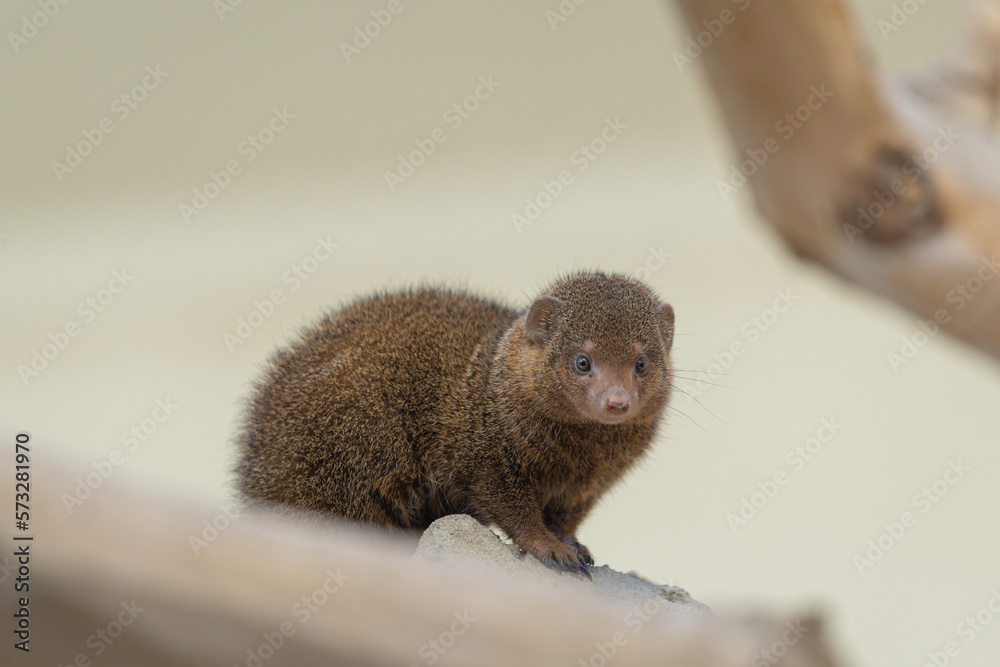 Portrait of the common dwarf mongoose (Helogale parvula) Portrait of the common dwarf mongoose (Helogale parvula)
