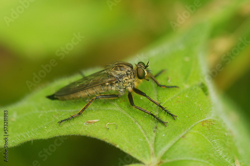 Closeup on a hairy Golden-tabbed Robberfly, Eutolmus rufibarbis sitting on a green leaf