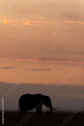 Silhouette of a African elephant during sunset, Masai Mara, Kenya