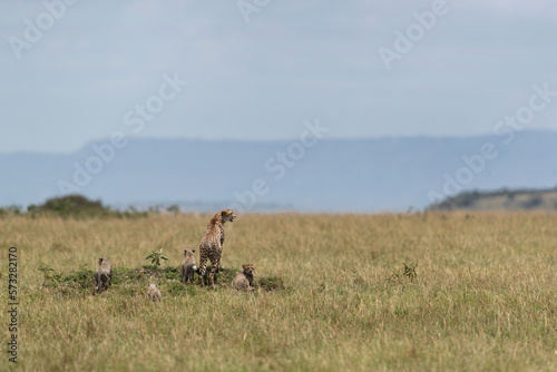 Cheetah along with cubs on a mound at Masai Mara, Kenya