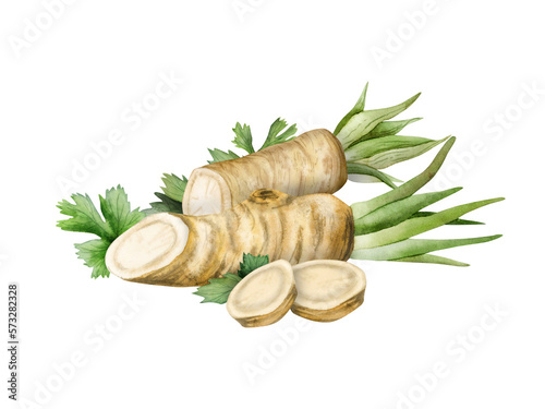 Fotografija Watercolor realistic horseradish roots and slices with parsley illustration