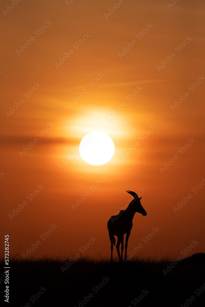 Silhouette of Topi during beautiful sunset at Masai Mara, Kenya