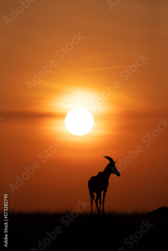 Silhouette of Topi during beautiful sunset at Masai Mara, Kenya