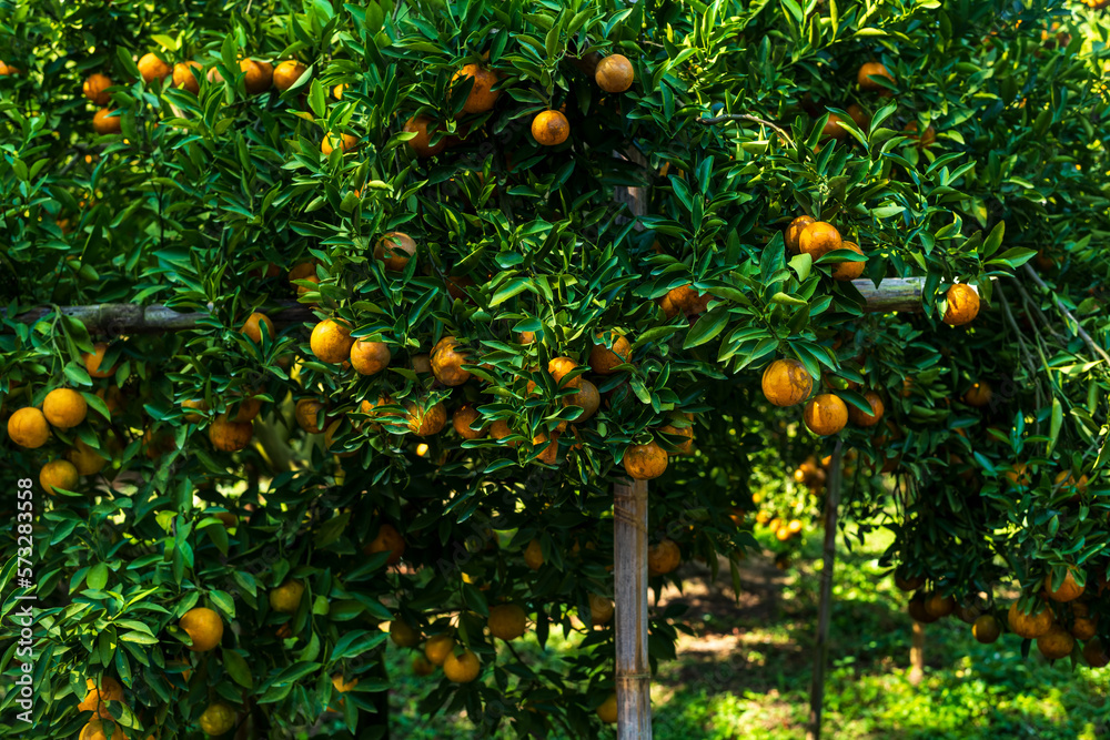 Orange tree, Oranges branch with green leaves. Orange tree, Oranges branch with green leaves.
