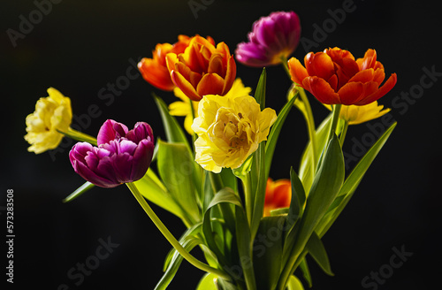   Red and yellow Easter tulip flowers  © PEK.PHOTOGRAPHY