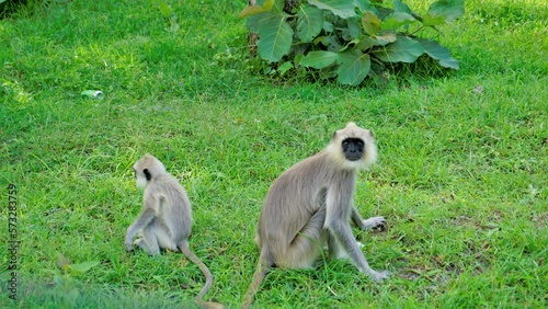 Female Gray langurs, also called Hanuman monkeys or Semnopithecus with their playful baby © Albin