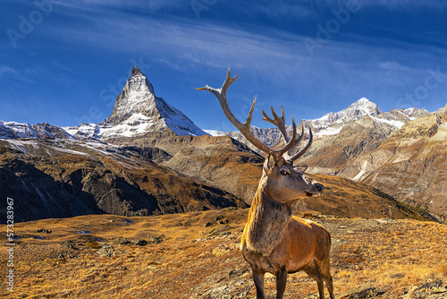 Red deer in front of the Matterhorn © PEK.PHOTOGRAPHY
