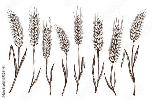 Wheat bread ears hand drawn vector illustration.  