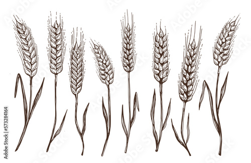 Wheat bread ears hand drawn vector illustration.	
