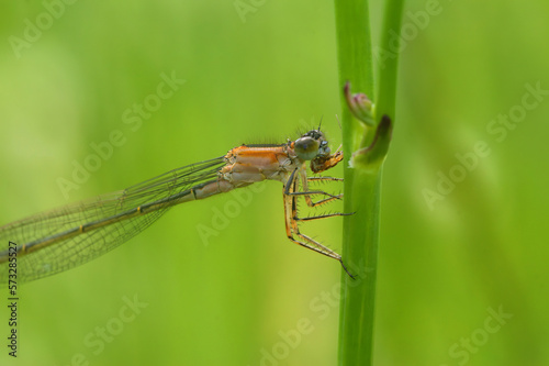 Closeup on a pink colored Blue-tailed damselfly Ischnura elegans eating a small insect