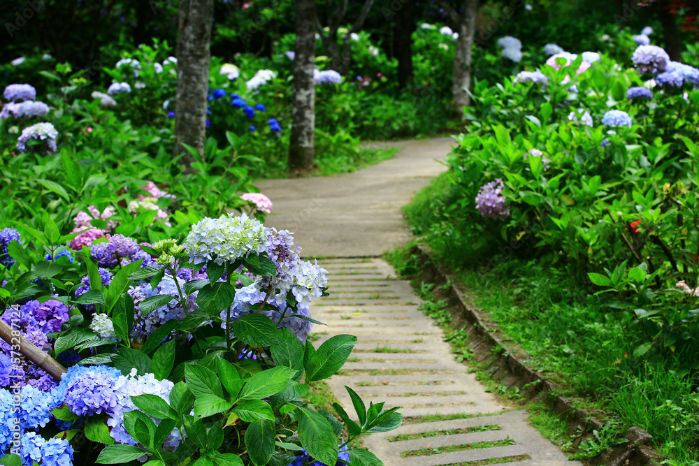 beautiful Garden scenery with blooming colorful Hydrangea flowers and Pathway in summer