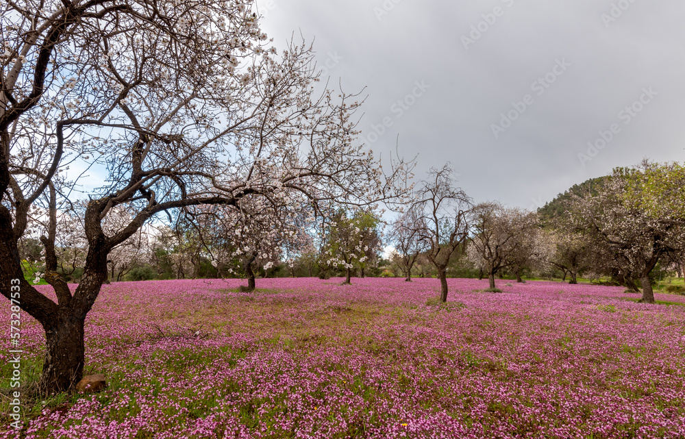 Beautiful field with almond trees full of white blossoms and purple vail of flowers in the ground, early in spring. Beautiful field with almond trees full of white blossoms and purple vail of flowers in the ground, early in spring.