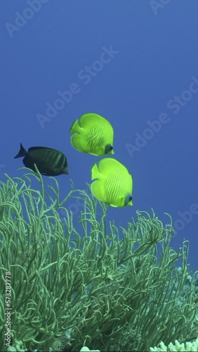 Vertical video, Pair bright yellow Butterfly fish floats near soft corals, Slow motion. Couple of Golden Butterflyfish or Masked Butterflyfish (Chaetodon semilarvatus) swims above Soft Bushy Whipcoral photo