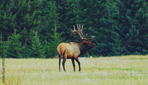 deer in the woods