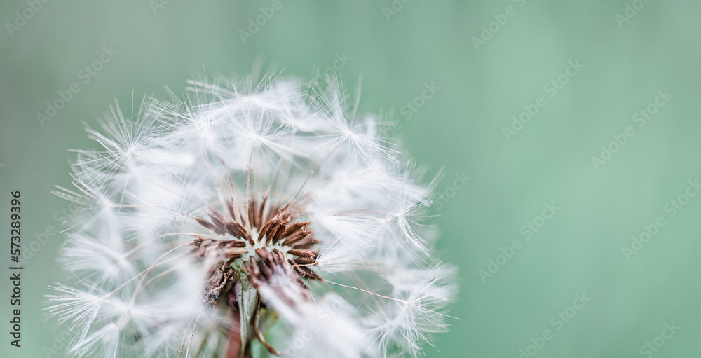 Fototapeta premium Closeup of dandelion on natural background. Bright, delicate nature details. Inspirational nature concept, soft blue and green blurred bokeh meadow field view. Bright sunny macro seasonal springtime